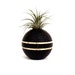 Air Plant in a Striped Black Vintage Croquet Ball Repurposed into Air Plant Holder