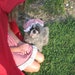 Granny/Big Bad Wolf Dog Halloween Costume Size Small or Small plus