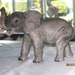 Vintage Original Costagna Elephant Sculpture - Item 14-1141