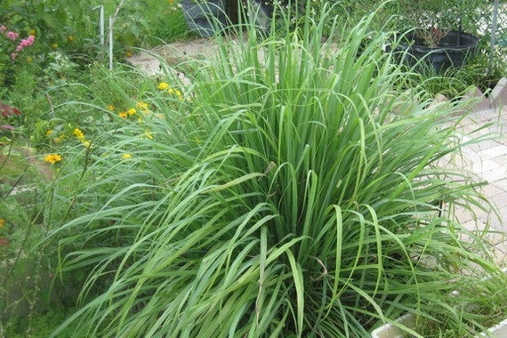 Lemon Grass East Indian Cymbopogon by MizzTizzysWeedsSeeds