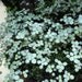 Pilea glauca Aquamarine- live plant