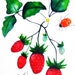 Strawberries Ladybugs Fruits Insects Original Painting Watercolor Ink Drawing Red Green Kitchen Decor Contemporary Art Fruits Animal Art