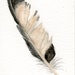 Feather art - ACEO original watercolor painting, magpie feather, hunting, woods, fall