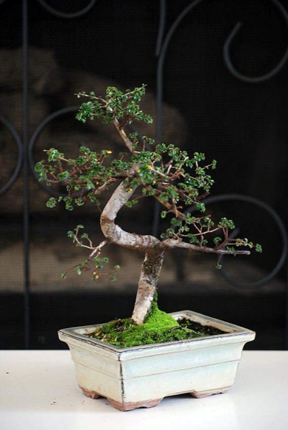 Live Chinese Elm Tree Bonsai Free Shipping Nice Gift