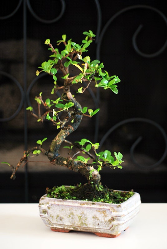 Live Fukien Tea Tree Bonsai - Free Shipping - Nice Gift