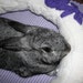 Ugli Donut bunny rabbit bed for large rabbit or medium pair to snuggle out in, white and purple