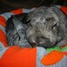 Ugli Donut bunny bed for giant sized rabbit or two large or medium bunnies to snuggle in