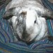 Ugli Donut bunny bed for small sized bunny finely woven wool in rich blues