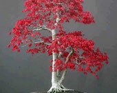 Japanese Red Maple, Bonsai Tree, Seeds, Grow Your Own, 5 Seeds