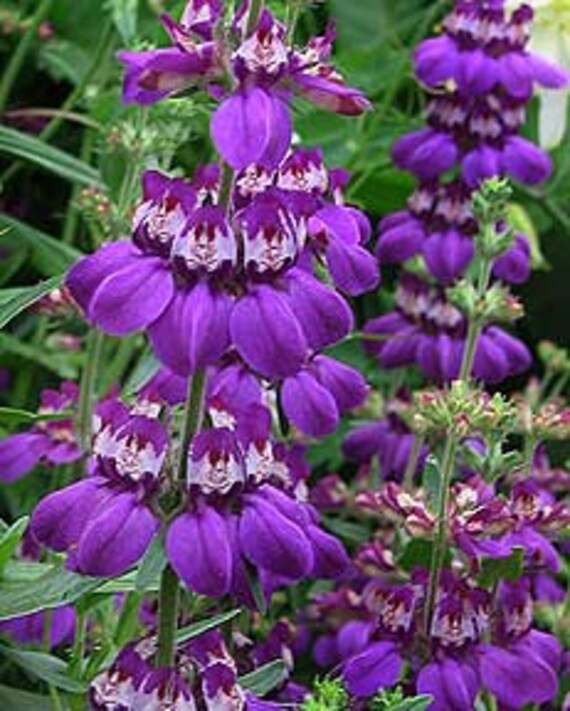 Purple Chinese Houses Tall Flowers Seed Attracts