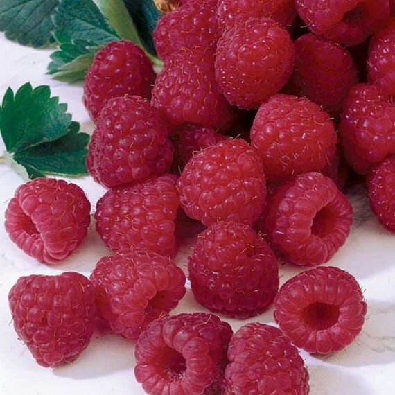 Grow Your Own Red Latham Raspberry Highly Productive Plant