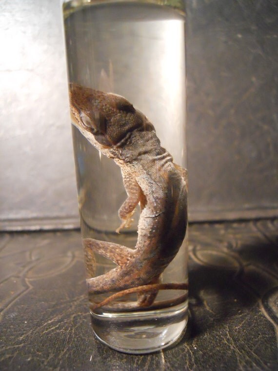 Chameleon in a Jar Wet Specimen Lizard Taxidermy by TheCuriositeer