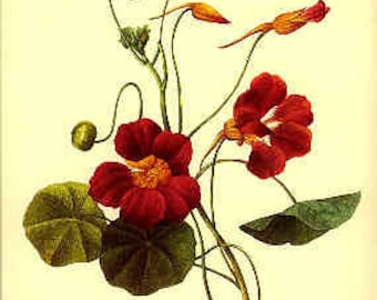 Redoute Botanical Print - - Capucine- 139