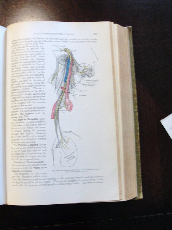 Gray's Anatomy 1936 Edition Illustrated Anatomy Book