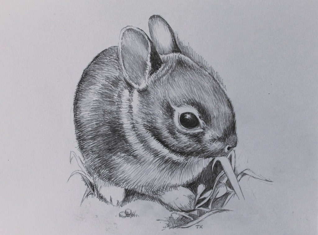 Creative Realistic Sketch Rabbit Drawing for Beginner