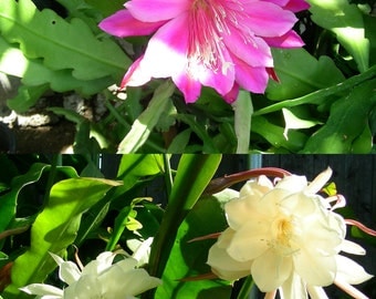 Two Pcs Orchid Cactus Epiphyllum Oxypetalum, One Pink and One White, P1294-1680