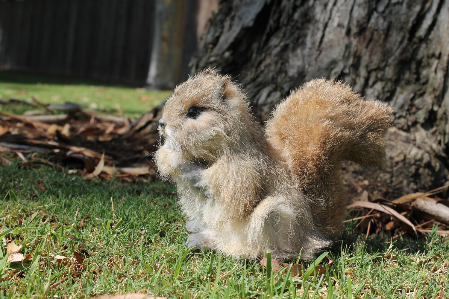 stuffed squirrel real