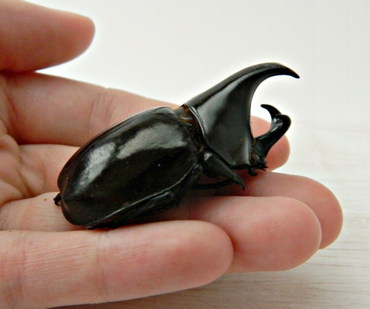 Bug Terrarium Kit for Kids Real Insect Specimen Educational