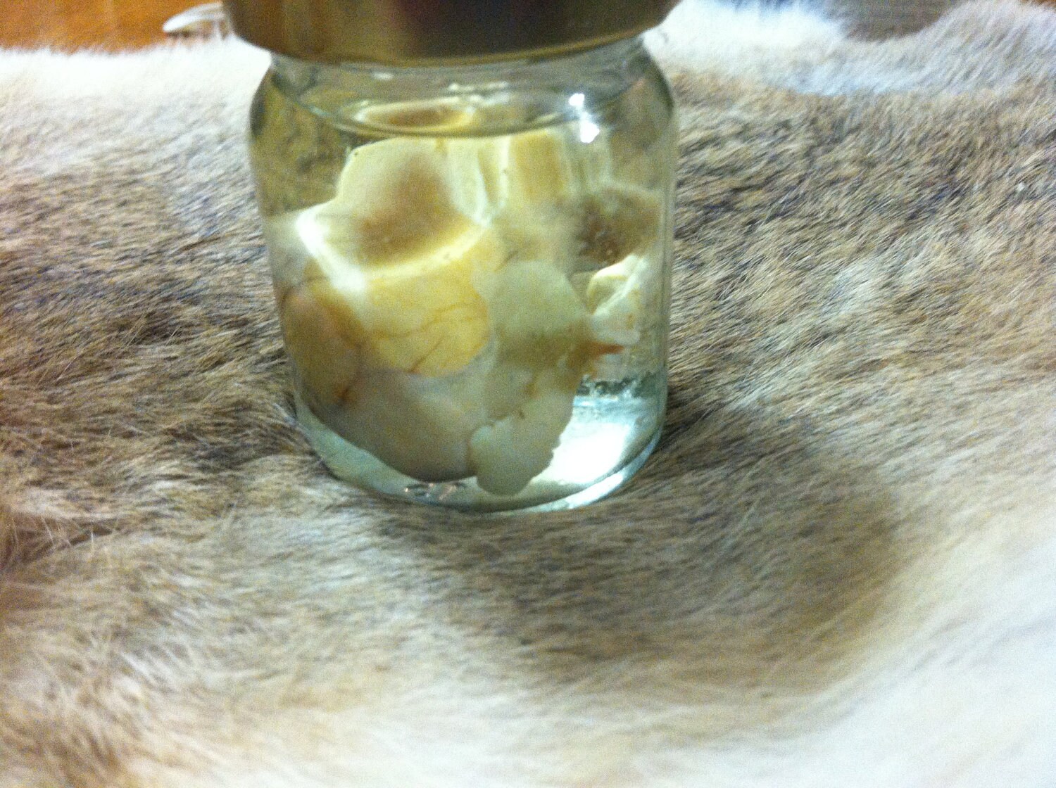 preserved SINGLE DOG TESTICLE specimen pickled jarred
