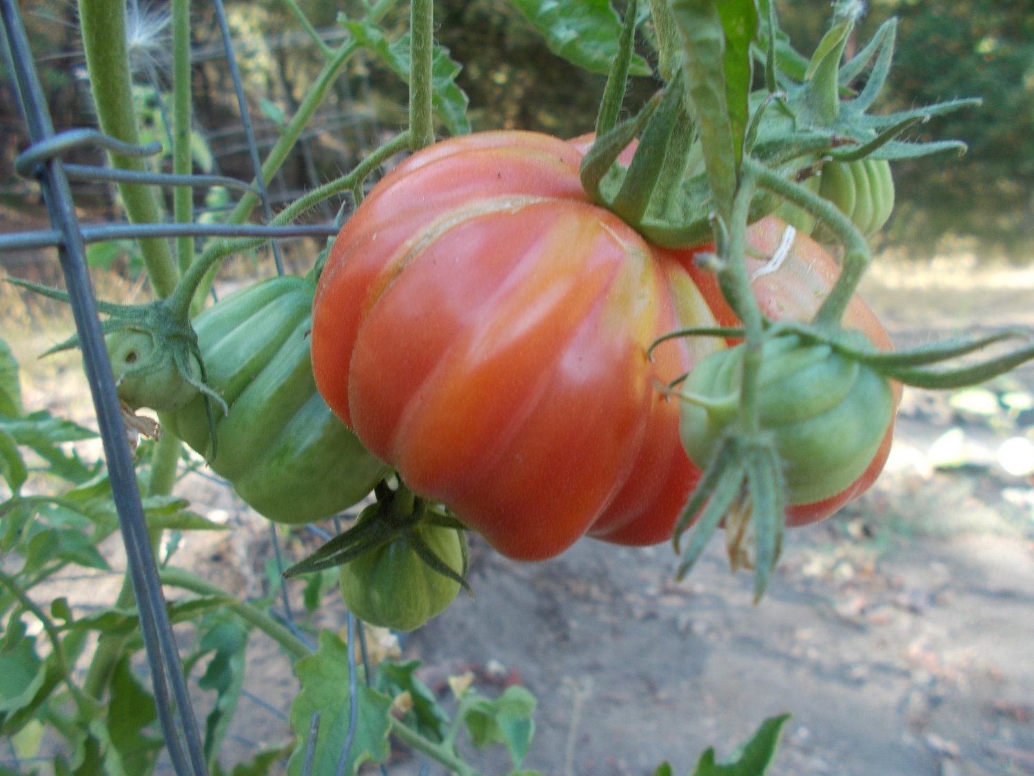 Pink Accordion Tomato Seed heirloom tomato rare by TheGiftedTomato