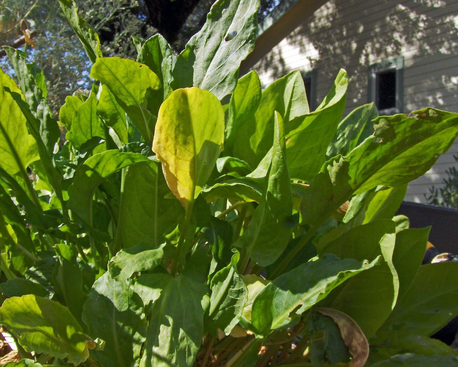 2g approx. 3000 garden sorrel seeds HEIRLOOM easy to grow