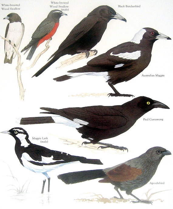 Items similar to Bird Print Magpie Lark, Pied Currawong, Apostlebird