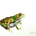 Original Watercolor- A Frog