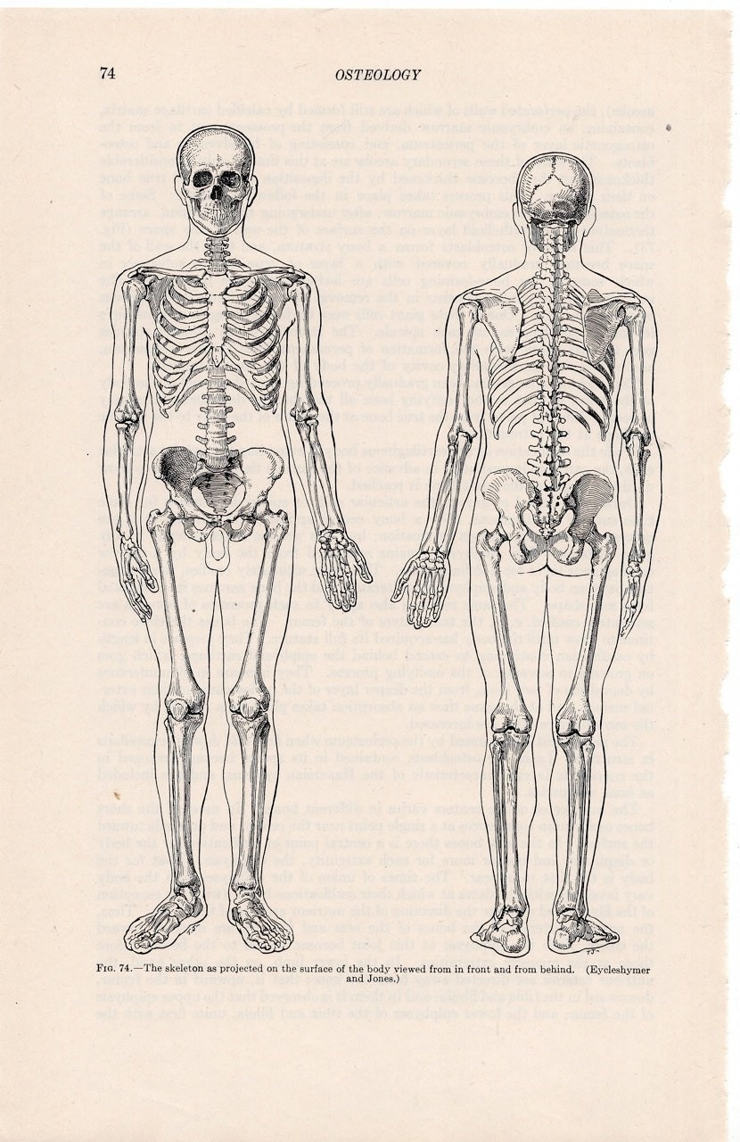1933 human skeletons original vintage anatomy by antiqueprintstore