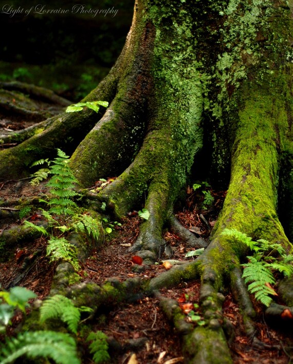 Items similar to Roots Fine Art Print 11x14 on Etsy