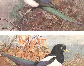 Vintage Bird Print, Book Plate, Magpies, American Magpie, Yellow Billed Magpie, Allan Brooks, Antique Bird Illustration, 1930s