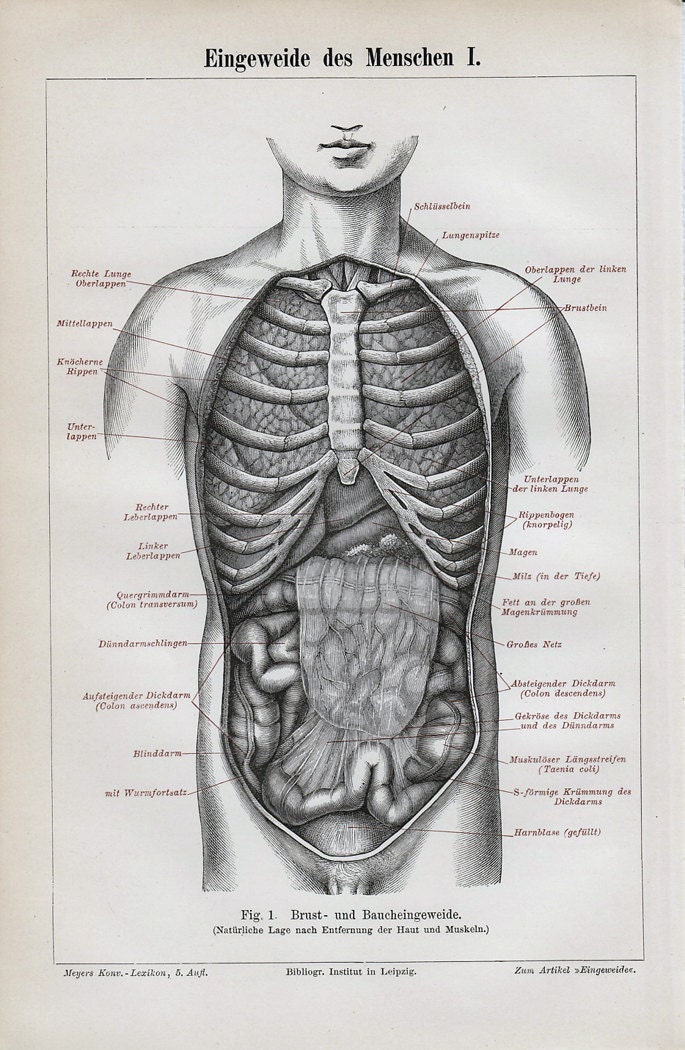 1892 Victorian ANATOMY print viscera by TwoCatsAntiquePrints