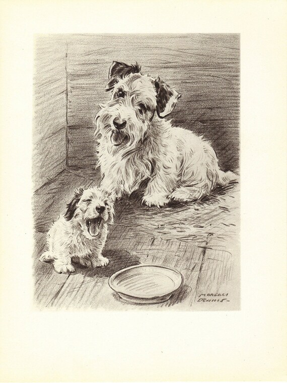 TERRIER  Dog Print, 1940s Morgan Dennis,  puppy print, Black & White Wall Decor, Art Illustration, Schnauzer, interior design, pet book page