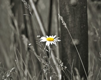 White daisy wheel | Etsy