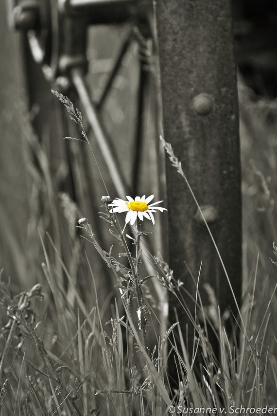 Nature Photography White Daisy Black & White Splash of