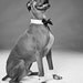 Dog Cuffs and Formal Bow Tie: Wedding Set All Sizes