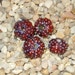 4 Blue Raspberry Sea Urchin beads a maroon with blue combo for jewelry creations ceramic porcelain - by Earth N Elements Pottery