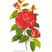 Fall Home Decor Vintage Print Camellia Flowers Floral Print Autumn Colors