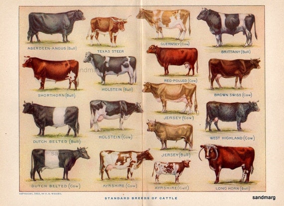 Beef Cattle Breed Comparison Chart Sexiezpix Web Porn
