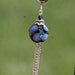 African Violets Daisies Periwinkle N Black Floral SRA Lampwork DeSIGNeR Belly Button Ring So Pretty Dangling Chain