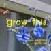 blue salvia SALVIA SAGITTATA "Arrow Leaf Sage" --SEEDS-- 30 seeds