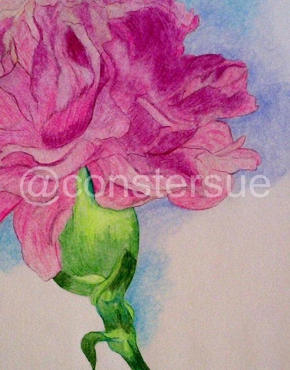 pink carnation color pencil drawing 9 x 11 original by constersue