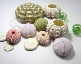 Beach Decor Sea Urchin Shells - Nautical Decor Seashell Urchins, 10PC Assortment