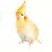 COCKATIEL Original watercolor painting 8x10inch (vertical orientation)