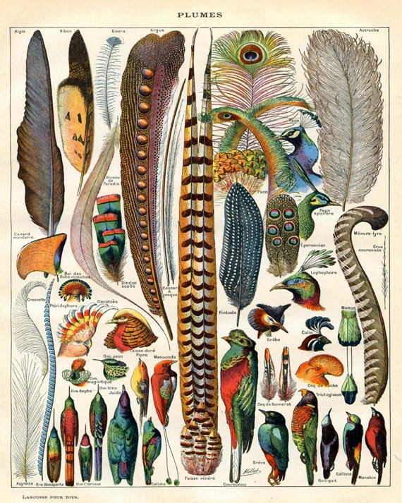 Bird Feather Art - Natural History Print - Woodland Antique Print - Scientific Illustration Vintage Print