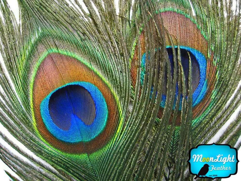 zucker peacock eye feathers natural 2 pack Yellow dyed peacock feathers, 25-40 inches stem dyed peacock tail