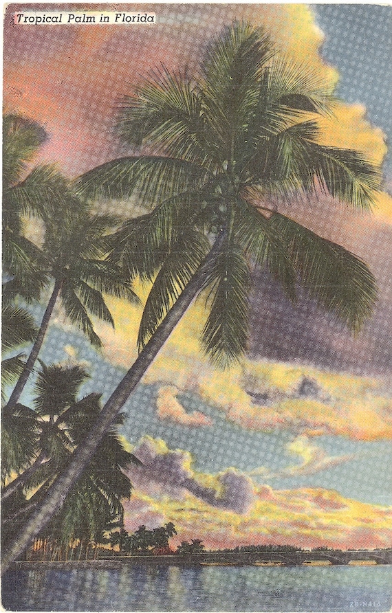 Vintage Florida Postcard Tropical Palms