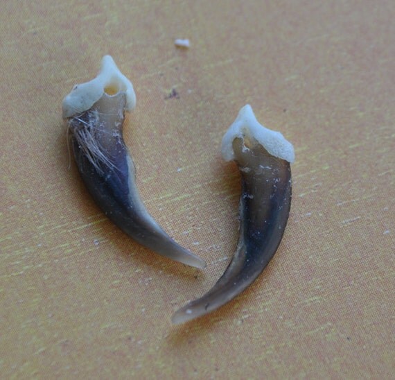 Pair of Real XL Red Fox Claws Pre Drilled