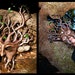 Tree Leather Mask