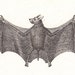 1830 antique BAT mini print by Buffon, La Cephalote, vampire, 182 years old nice print