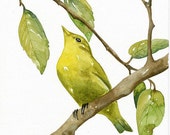 Original Watercolor Painting - Bird Luì Green - Art Print, Limited Edition - by Lorisworld Original Watercolor Painting - Bird Luì Green - Art Print, Limited Edition - by Lorisworld